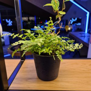 عکس های گرفته شده با گلکسی S20