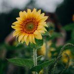 والپیپر آیفون