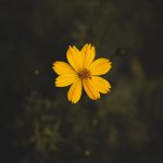 والپیپر آیفون