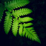 والپیپر آیفون