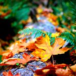 والپیپر آیفون