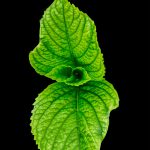 والپیپر آیفون